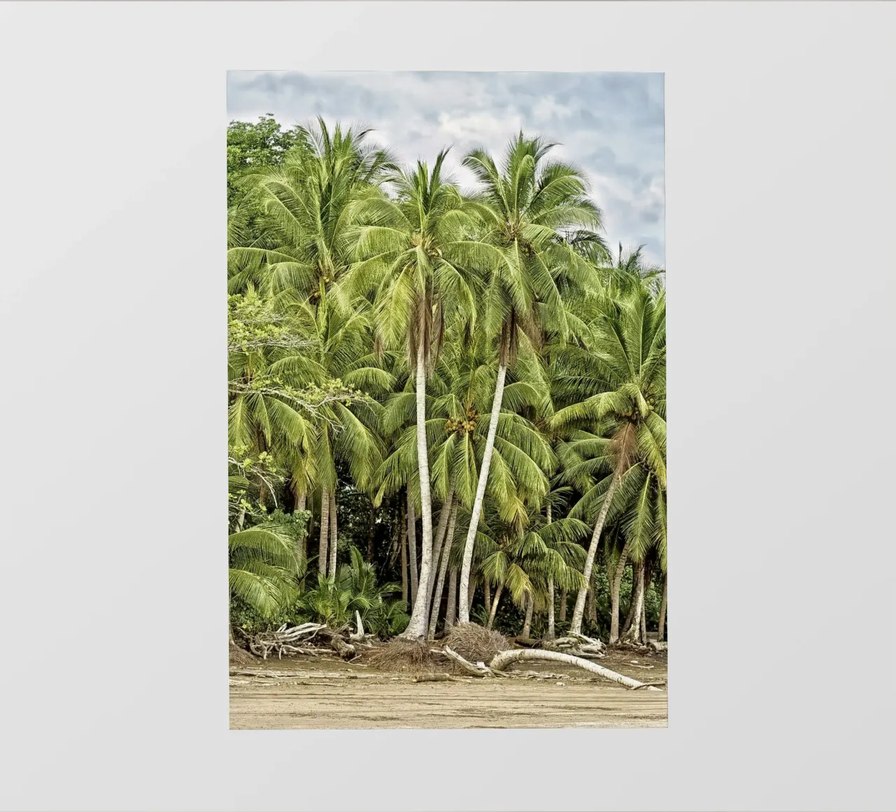Palm Trees on the Shore – A Tropical Paradise Awaits pellicola backlit da Curious Collections by Marielle Leenders