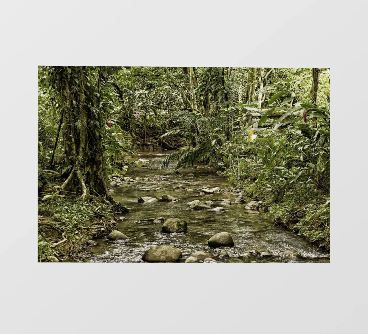 Jungle Stream – A Serene Oasis in the Wilderness pellicola backlit da Curious Collections by Marielle Leenders