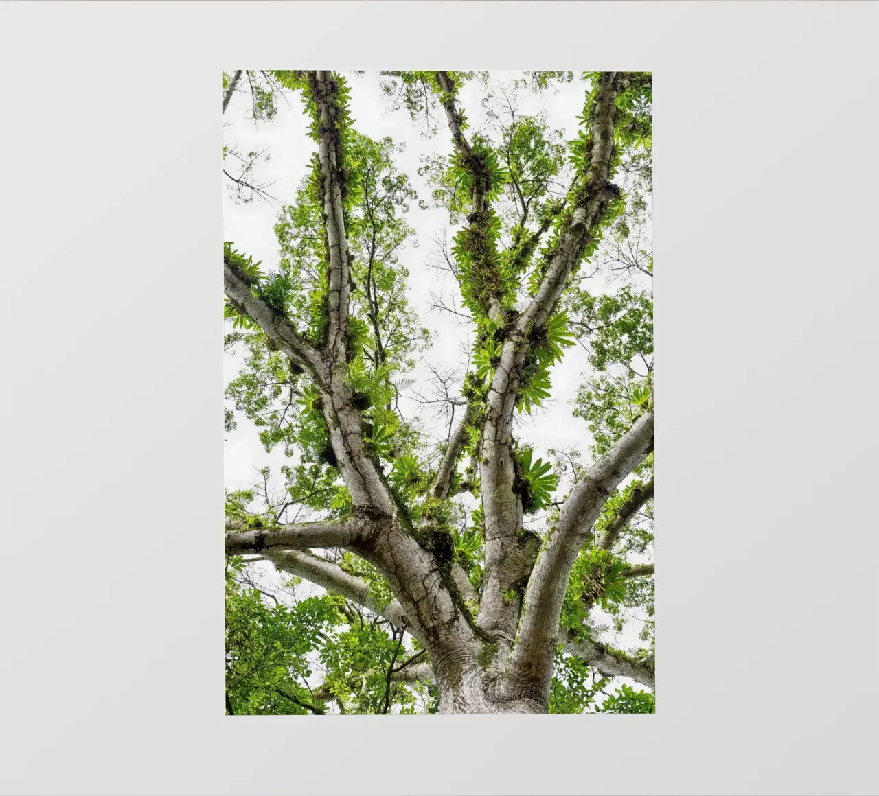 Underneath a Tropical Tree – A Canopy of Nature's Wonders pellicola backlit da Curious Collections by Marielle Leenders