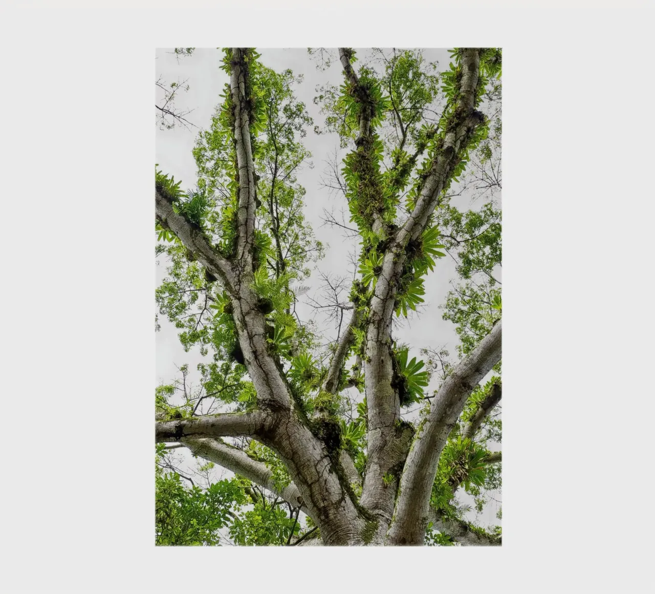 Underneath a Tropical Tree – A Canopy of Nature's Wonders diario da Curious Collections by Marielle Leenders