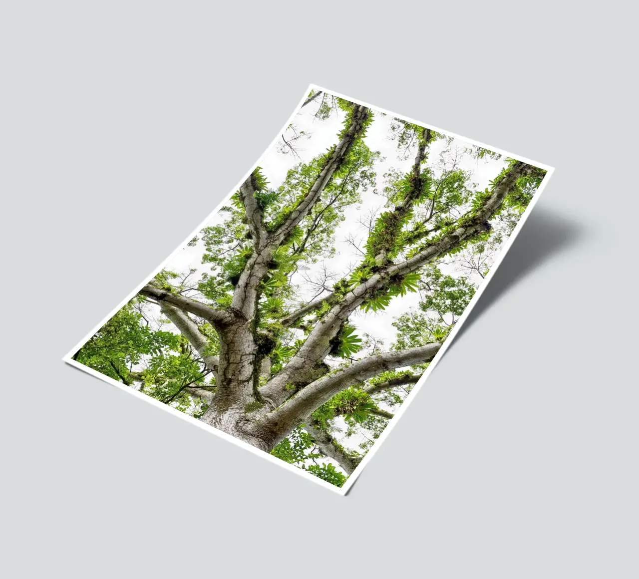 Underneath a Tropical Tree – A Canopy of Nature's Wonders foglio adesivo da Curious Collections by Marielle Leenders