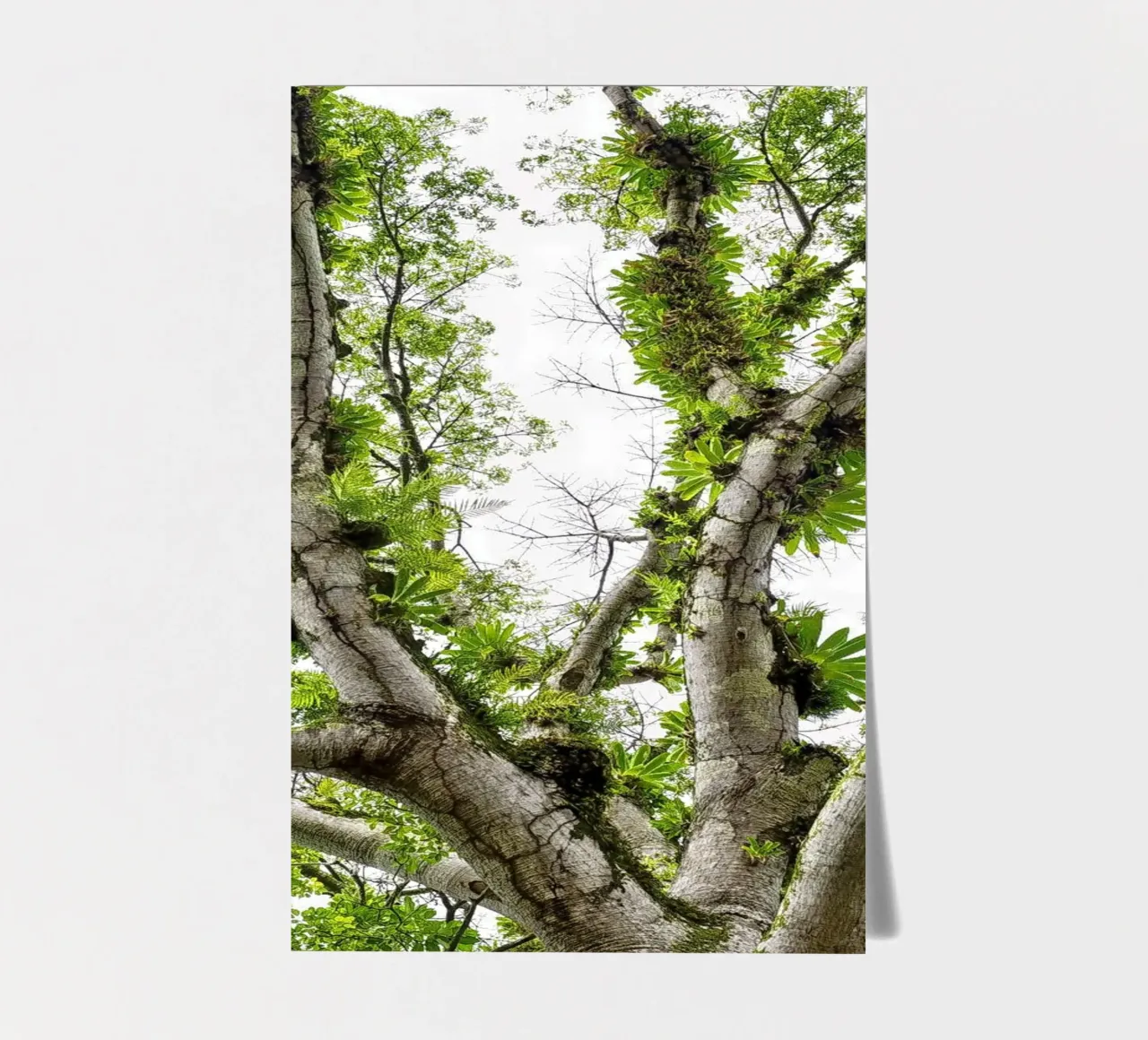 Underneath a Tropical Tree – A Canopy of Nature's Wonders foglio adesivo da Curious Collections by Marielle Leenders
