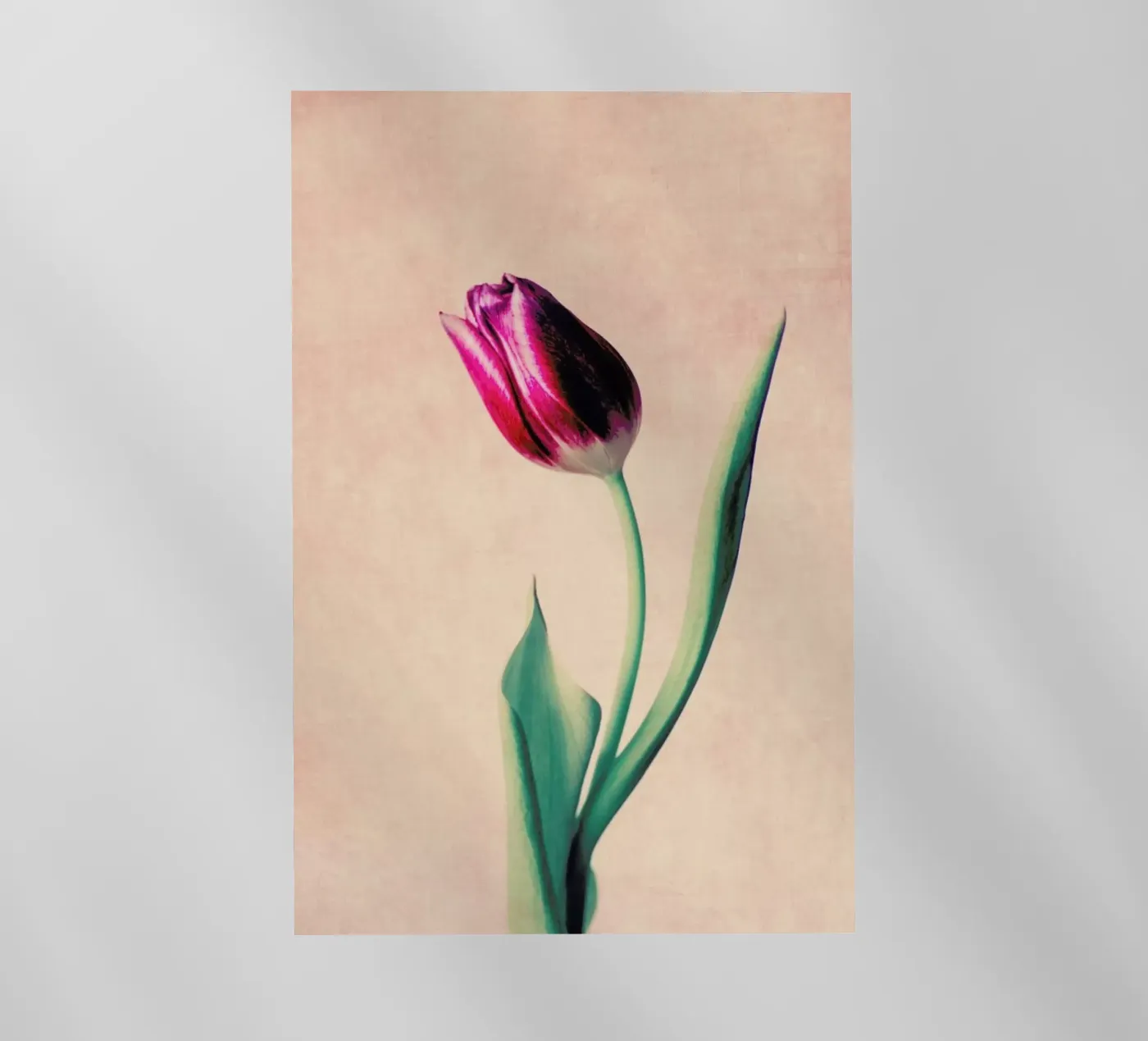 Tulip pellicola backlit da Ingrid Beddoes