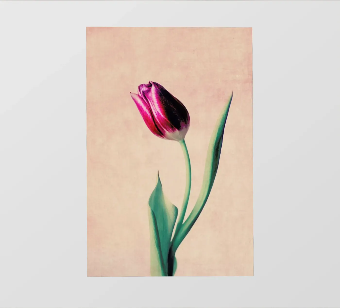 Tulip pellicola backlit da Ingrid Beddoes