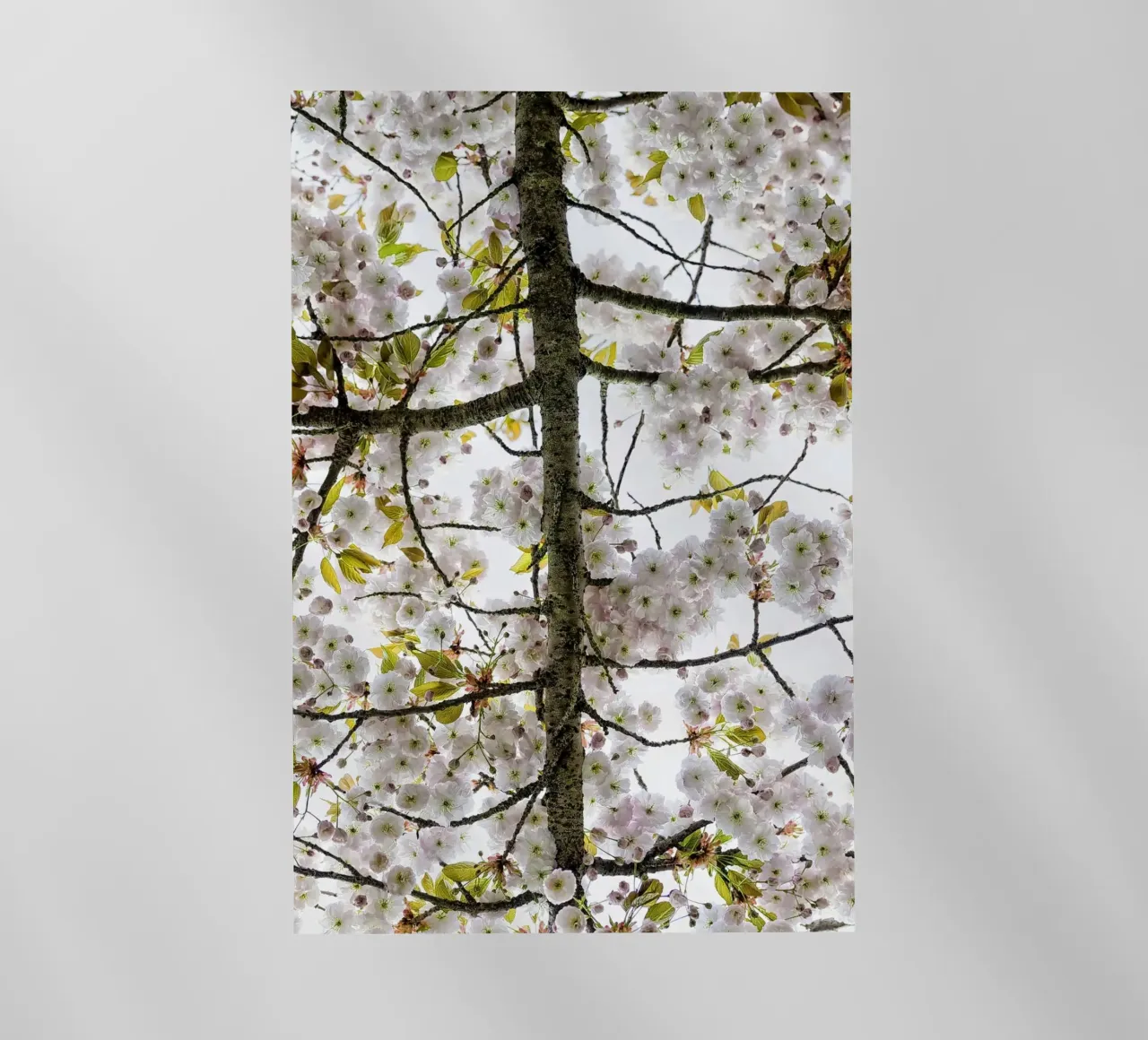 Underneath a Blossoming Tree pellicola backlit da Curious Collections by Marielle Leenders