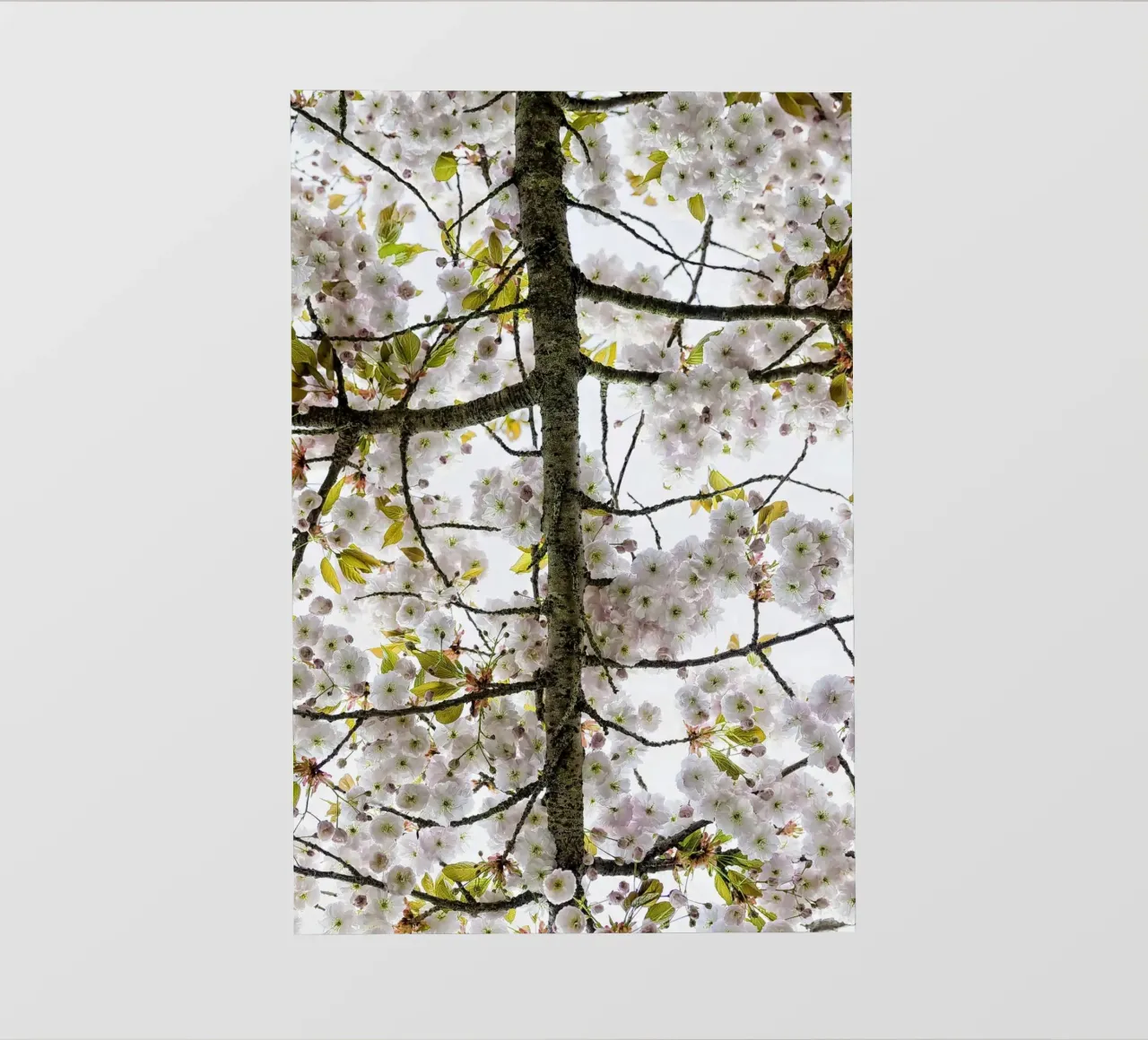 Underneath a Blossoming Tree telo in pvc da Curious Collections by Marielle Leenders
