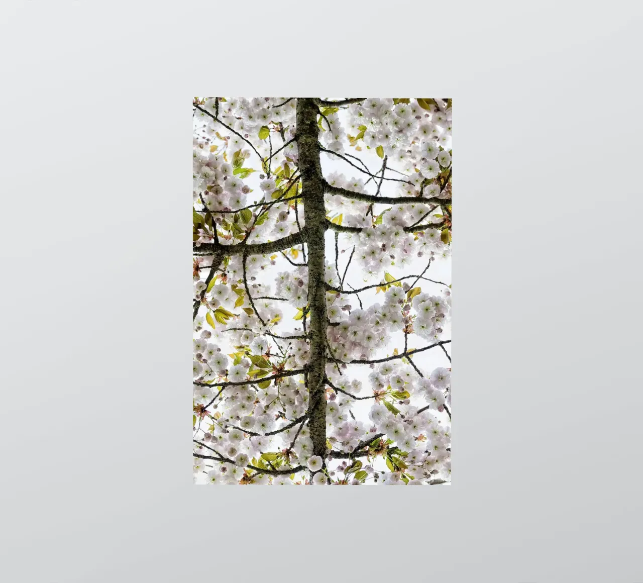 Underneath a Blossoming Tree adesivo da Curious Collections by Marielle Leenders