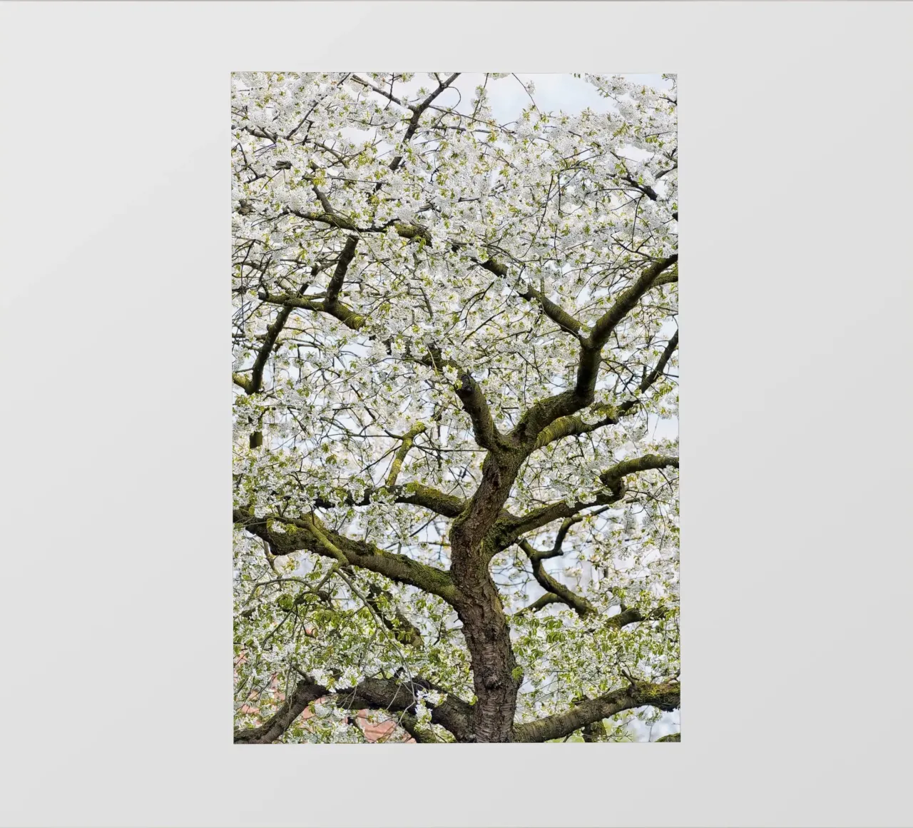 Tree with White Blossoms – A Peaceful Springtime Haven pellicola backlit da Curious Collections by Marielle Leenders