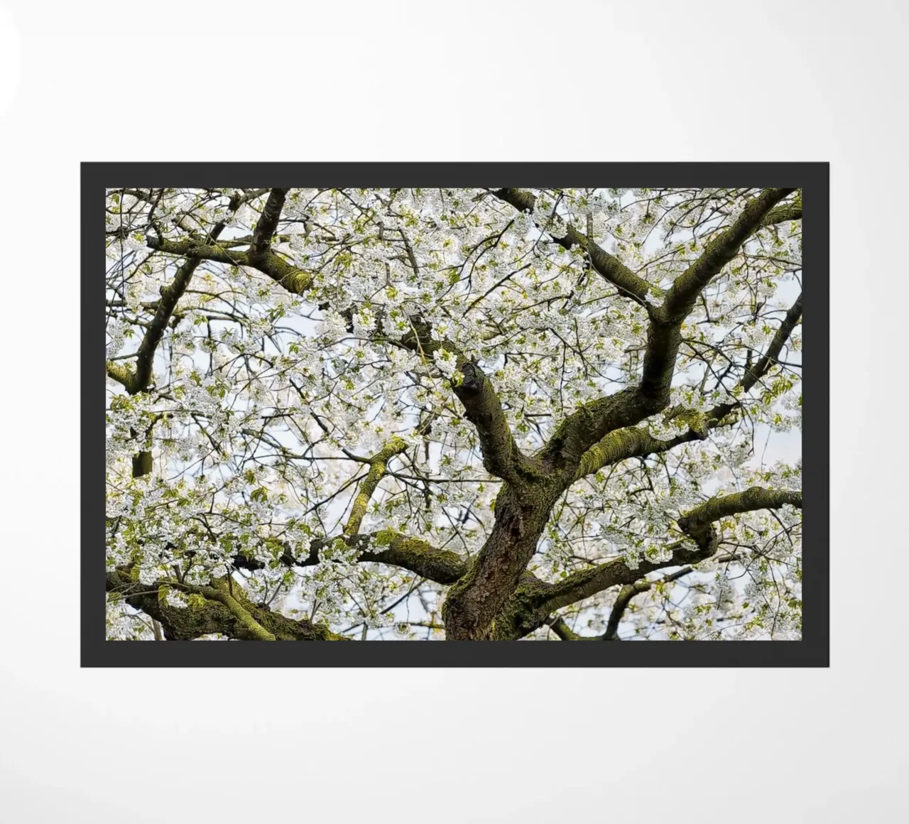Tree with White Blossoms – A Peaceful Springtime Haven zerbino da Curious Collections by Marielle Leenders