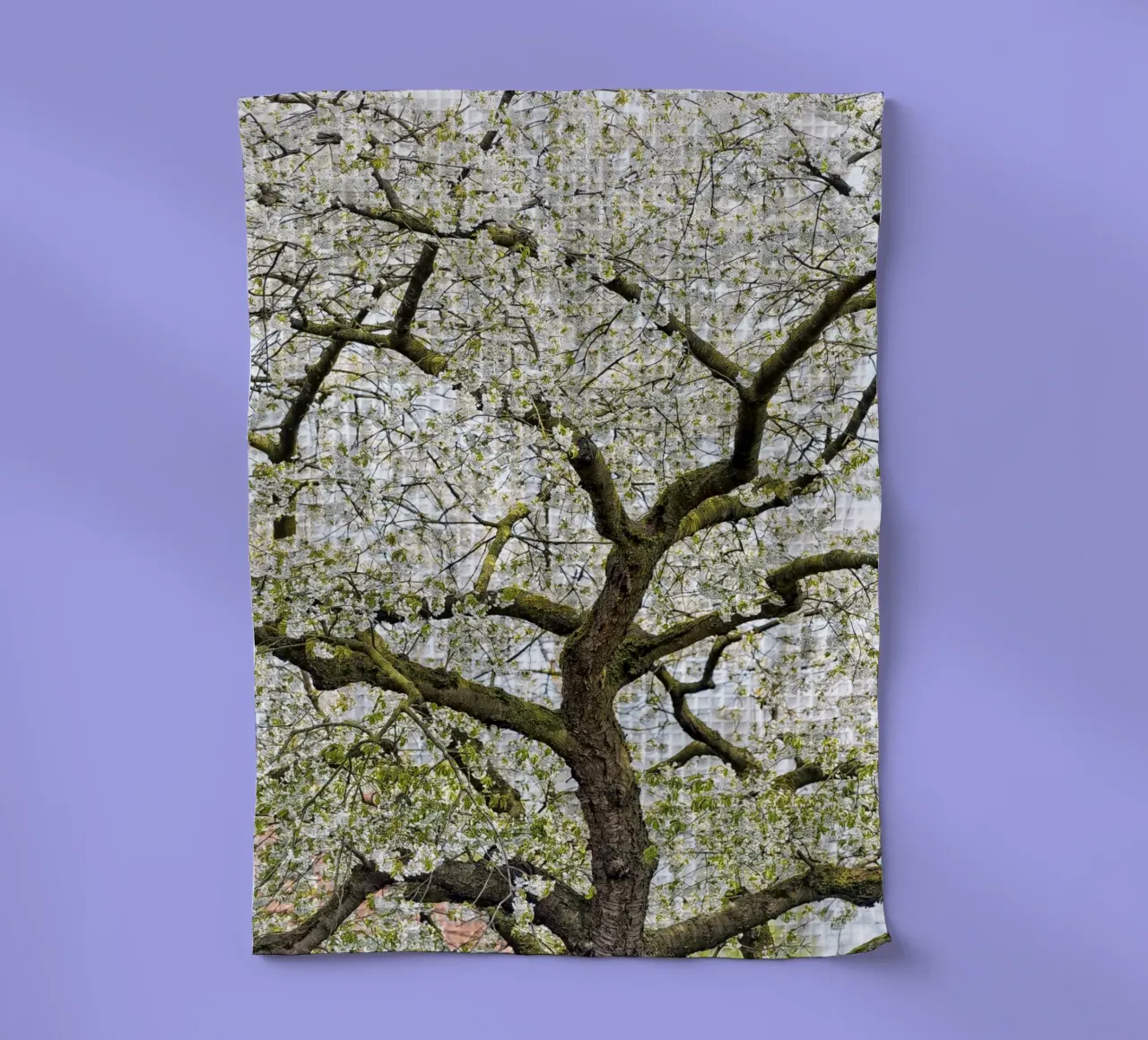 Tree with White Blossoms – A Peaceful Springtime Haven canovaccio da cucina da Curious Collections by Marielle Leenders