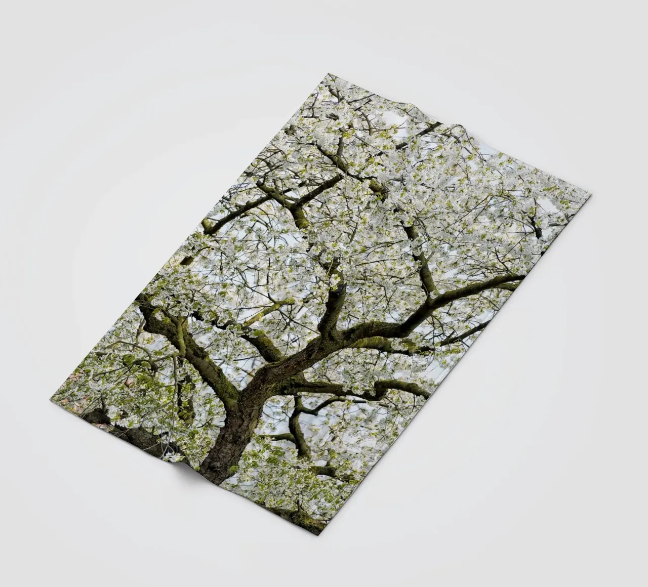 Tree with White Blossoms – A Peaceful Springtime Haven coperta in pile da Curious Collections by Marielle Leenders