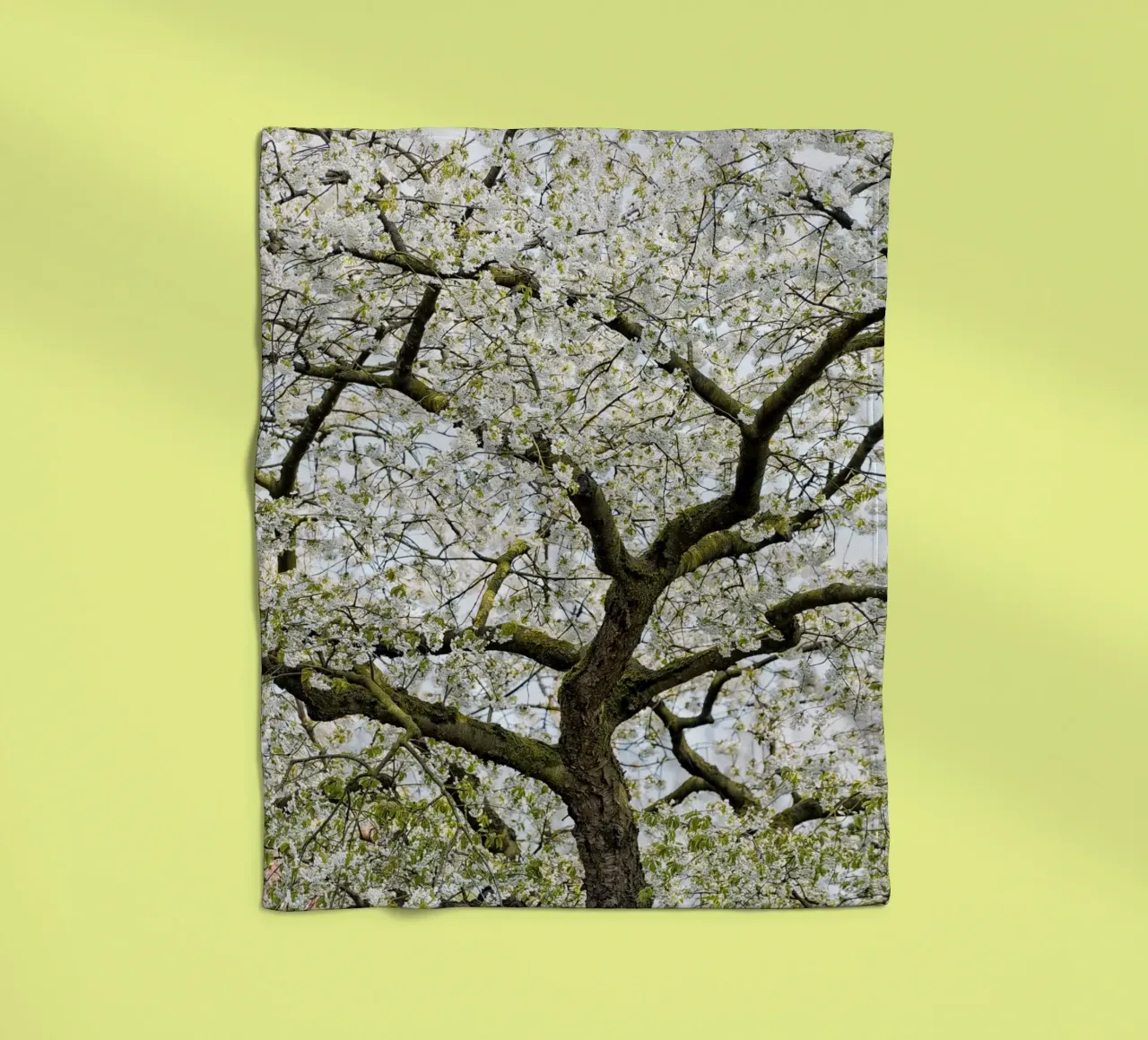 Tree with White Blossoms – A Peaceful Springtime Haven coperta in pile da Curious Collections by Marielle Leenders