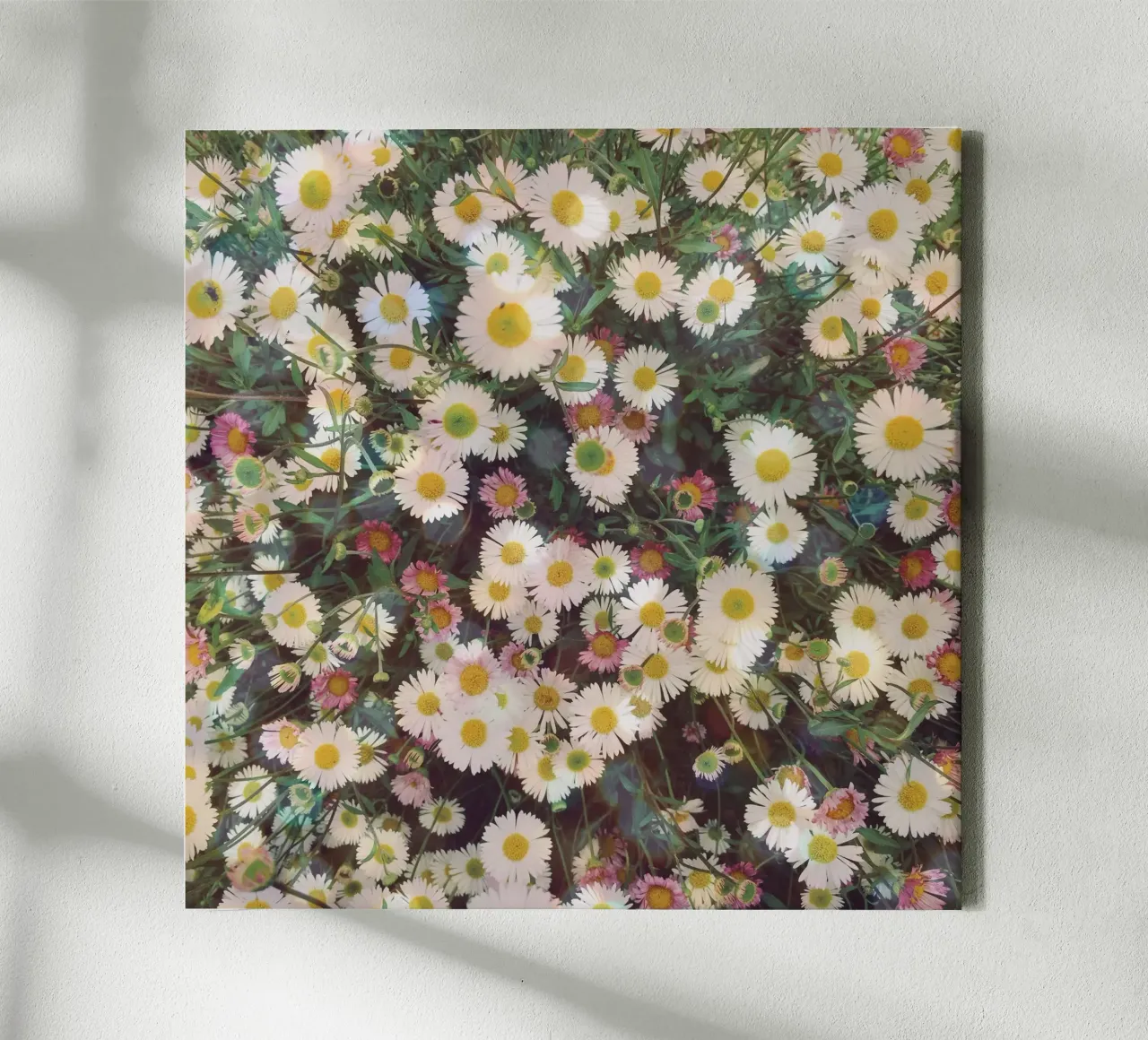 Madeliefjestuin canvas met Baklijst van Cassia Beck Photography