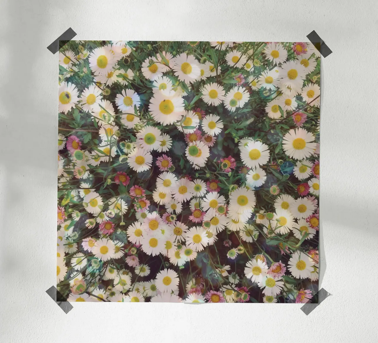 Giardino delle margherite poster con telaio in plastica da Cassia Beck Photography