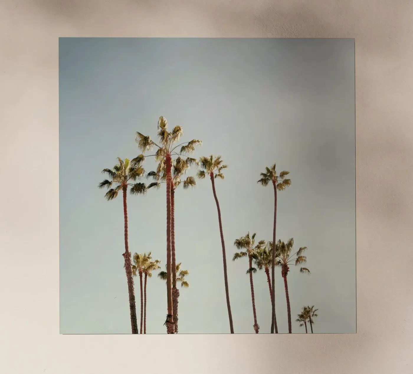 Palms pellicola backlit da Catherine McDonald