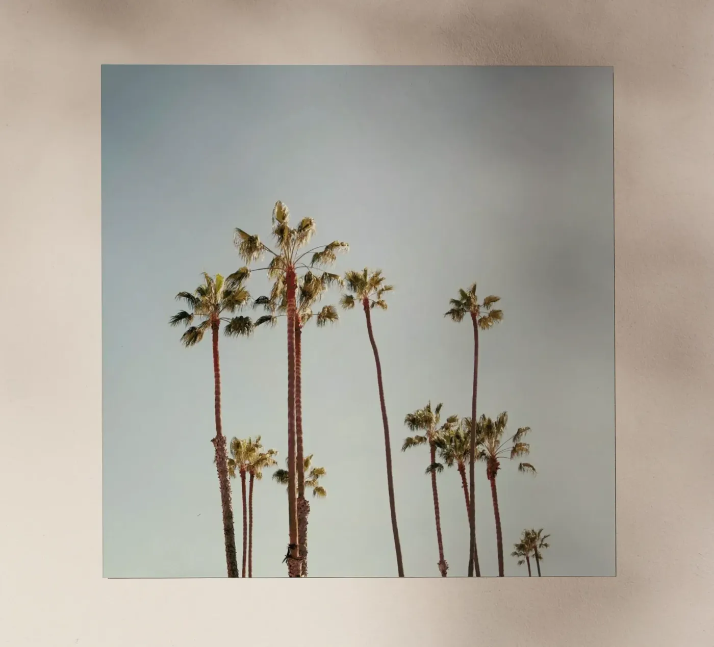 Palms backlit folie van Catherine McDonald