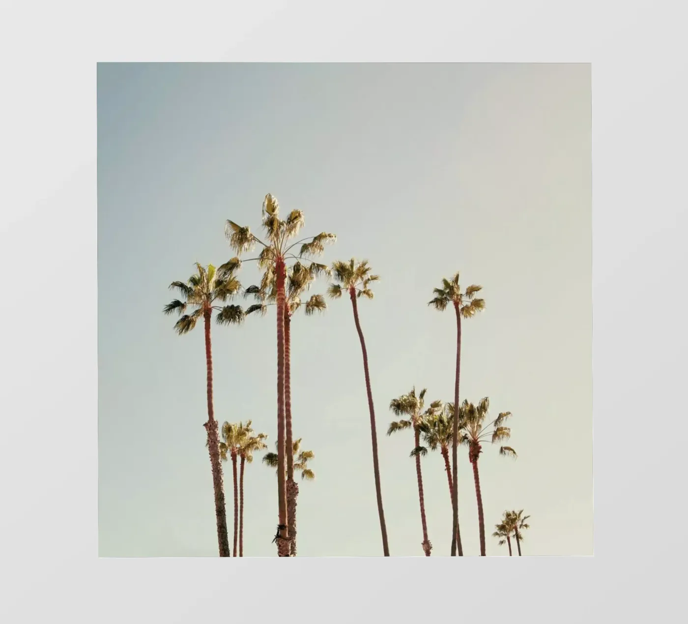 Palms backlit folie van Catherine McDonald