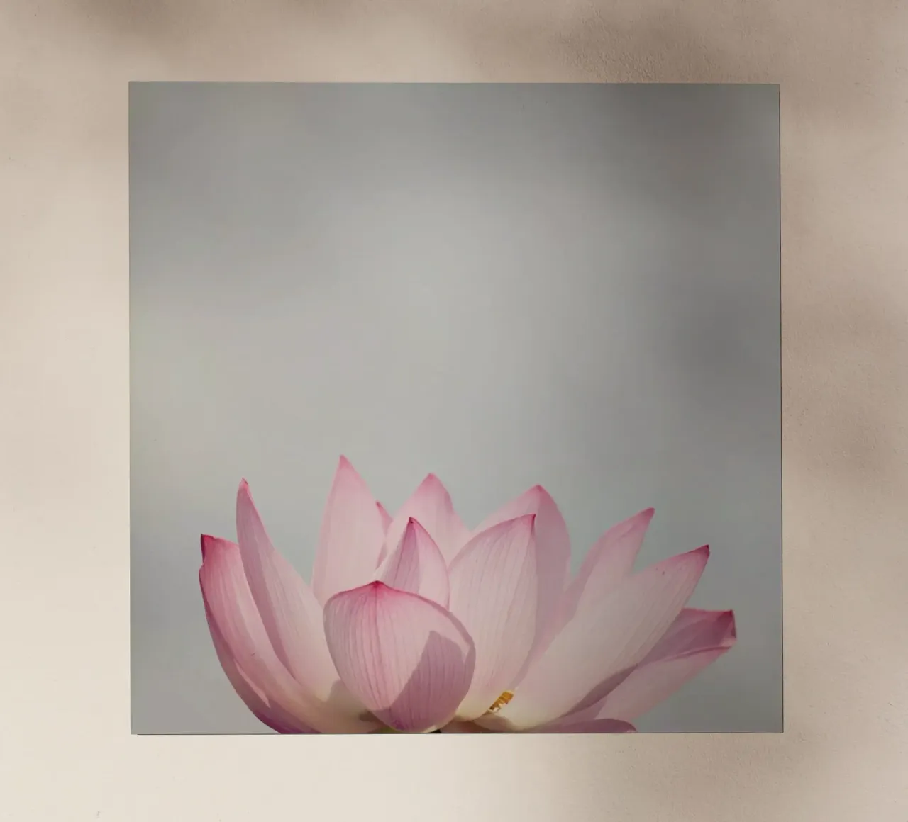 Lotus pellicola backlit da Catherine McDonald
