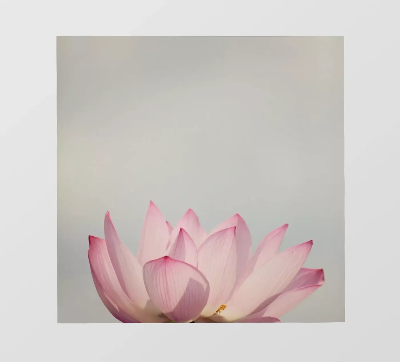 Lotus pellicola backlit da Catherine McDonald