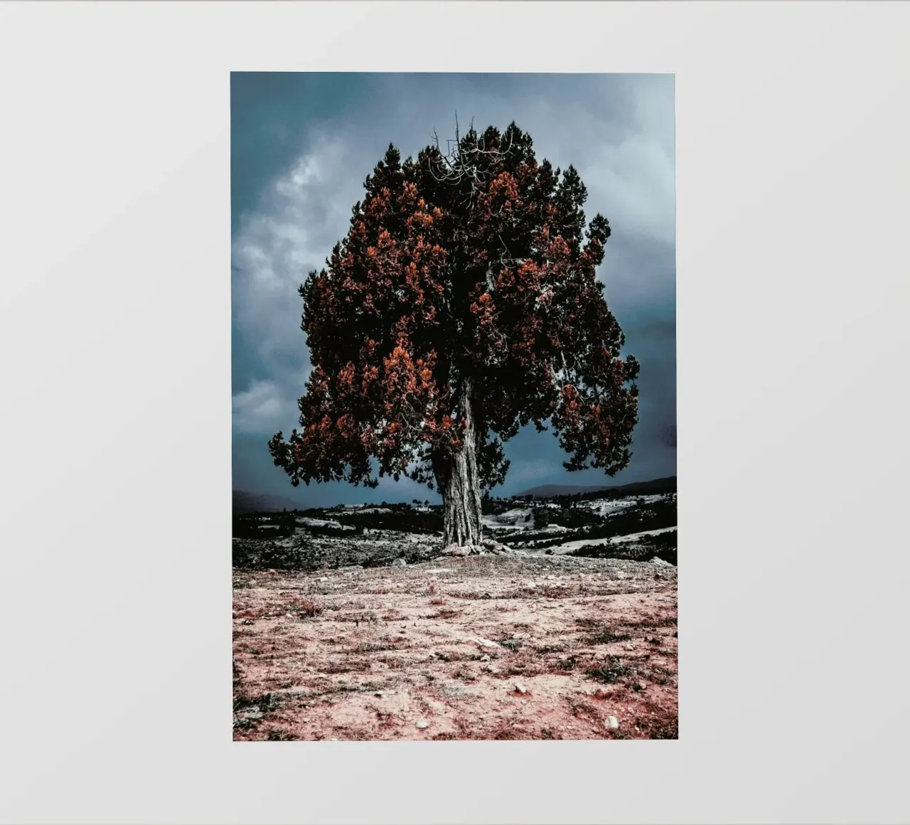 The Red Giant Tree pellicola backlit da Pale Grain