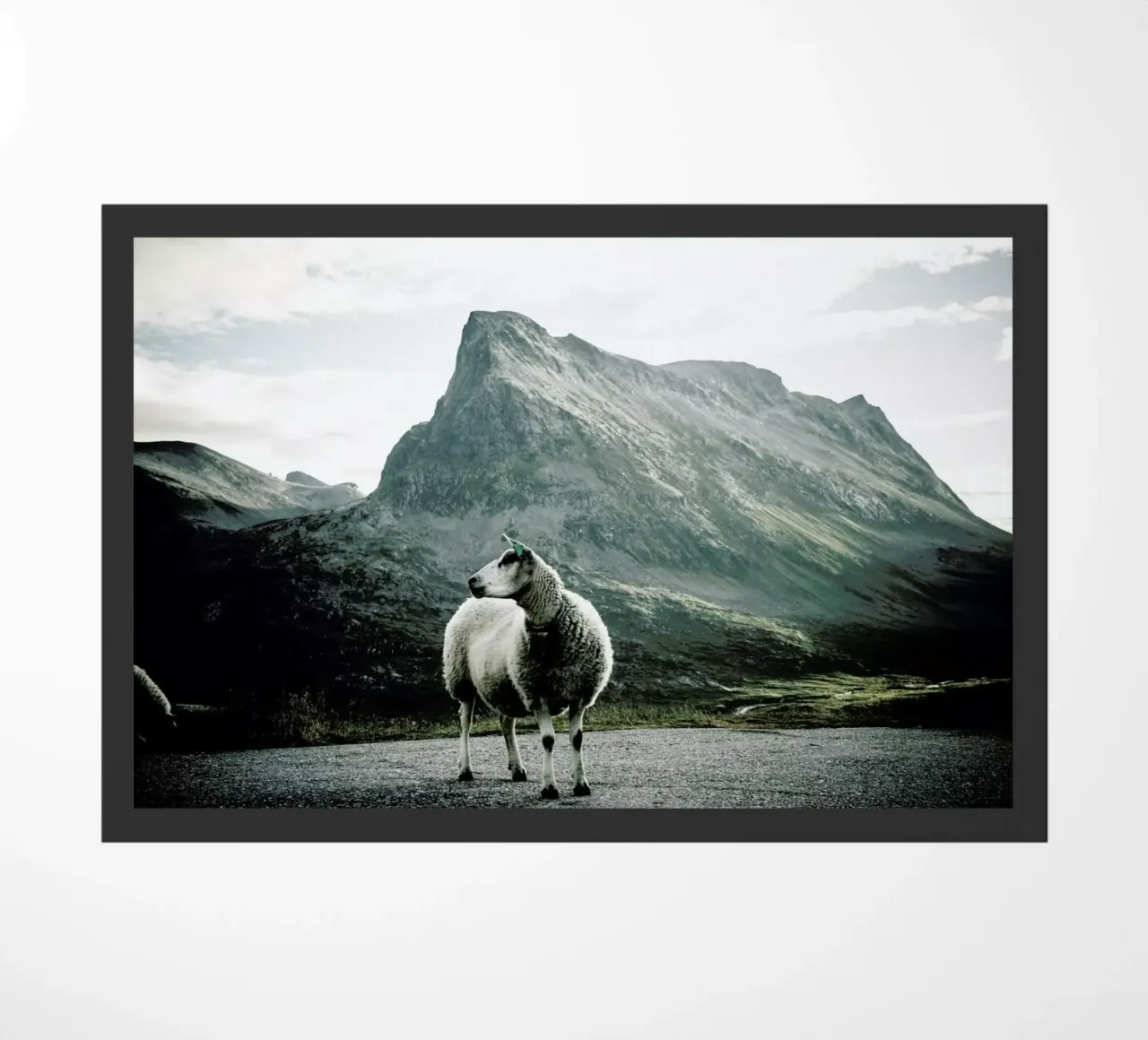 Sheep 1 zerbino da Chris Abatzis