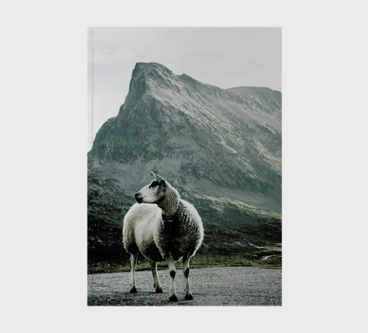 Sheep 1 notebook by Chris Abatzis