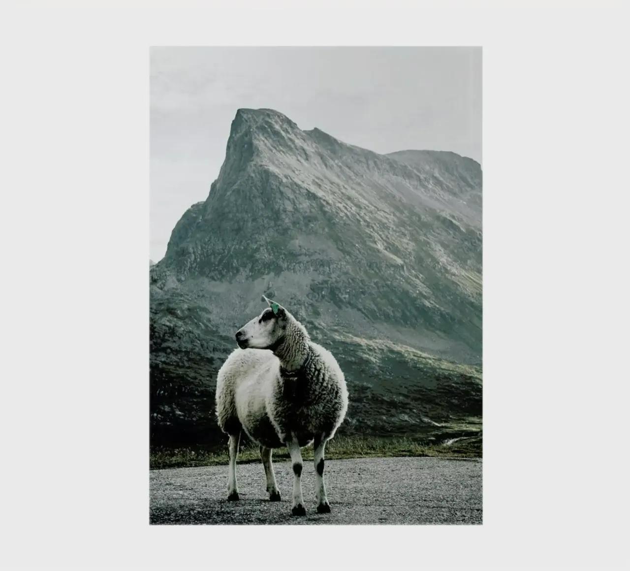 Sheep 1 notebook by Chris Abatzis