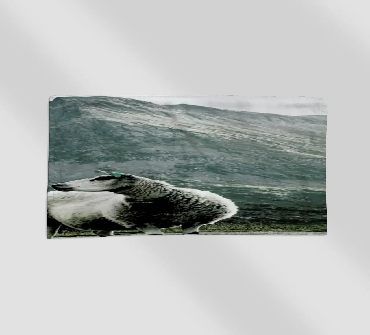 Sheep 1 telo mare da Chris Abatzis