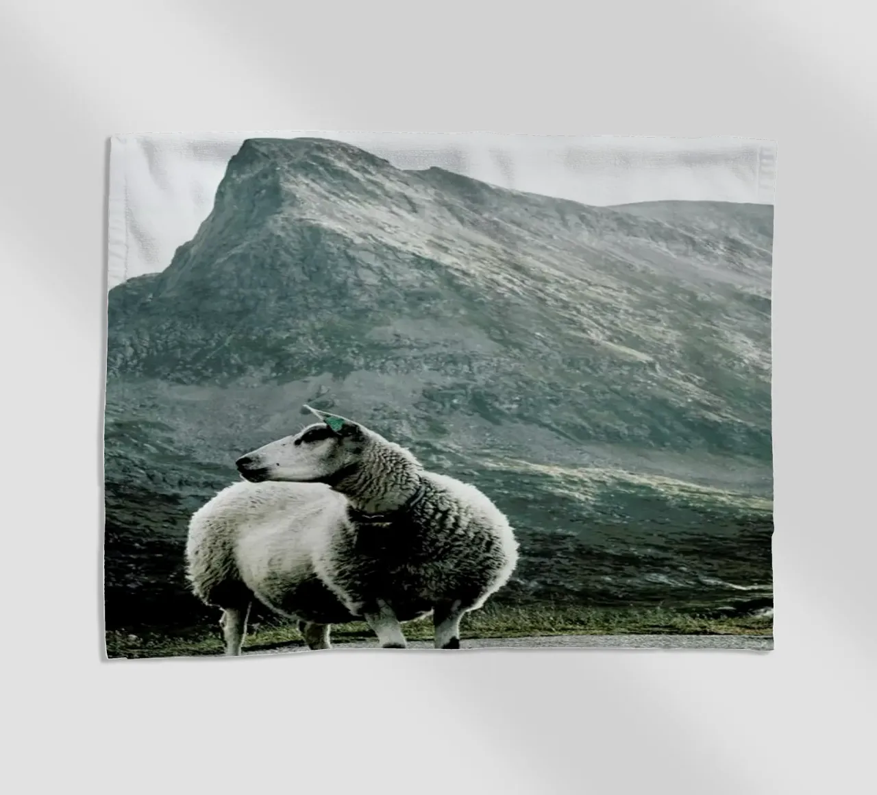 Sheep 1 telo mare da Chris Abatzis