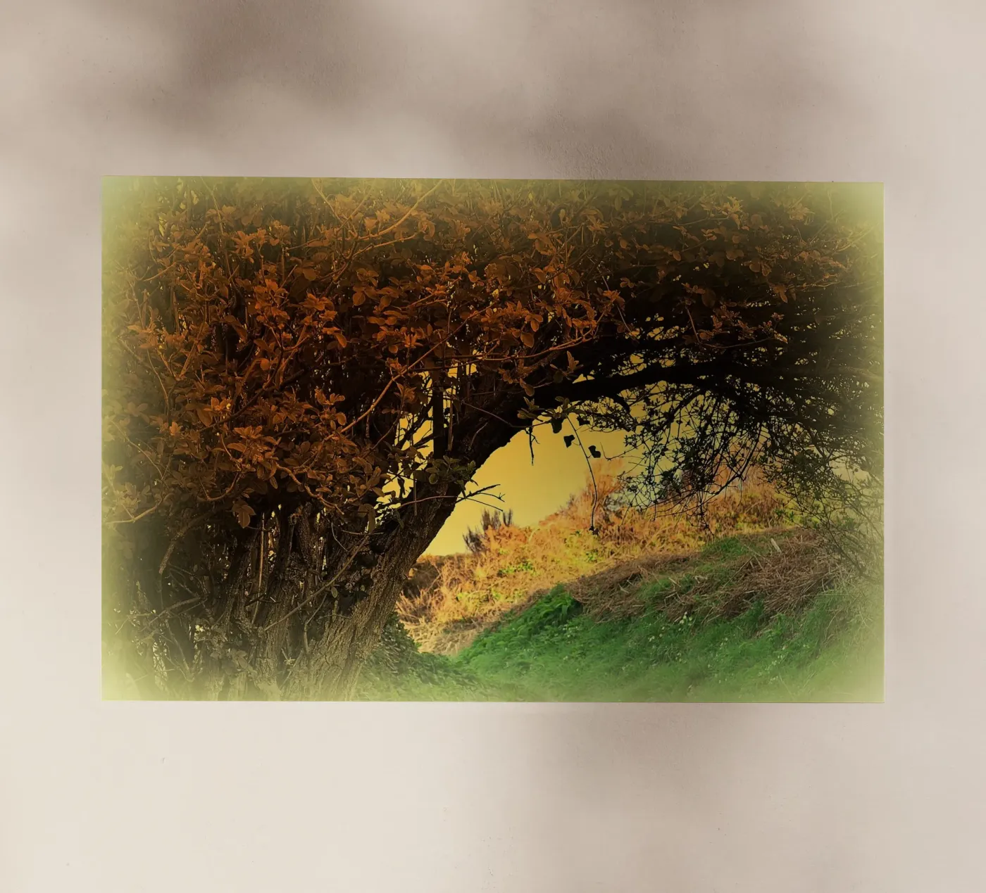 FAA150 pellicola backlit da Thierry vobmann photography