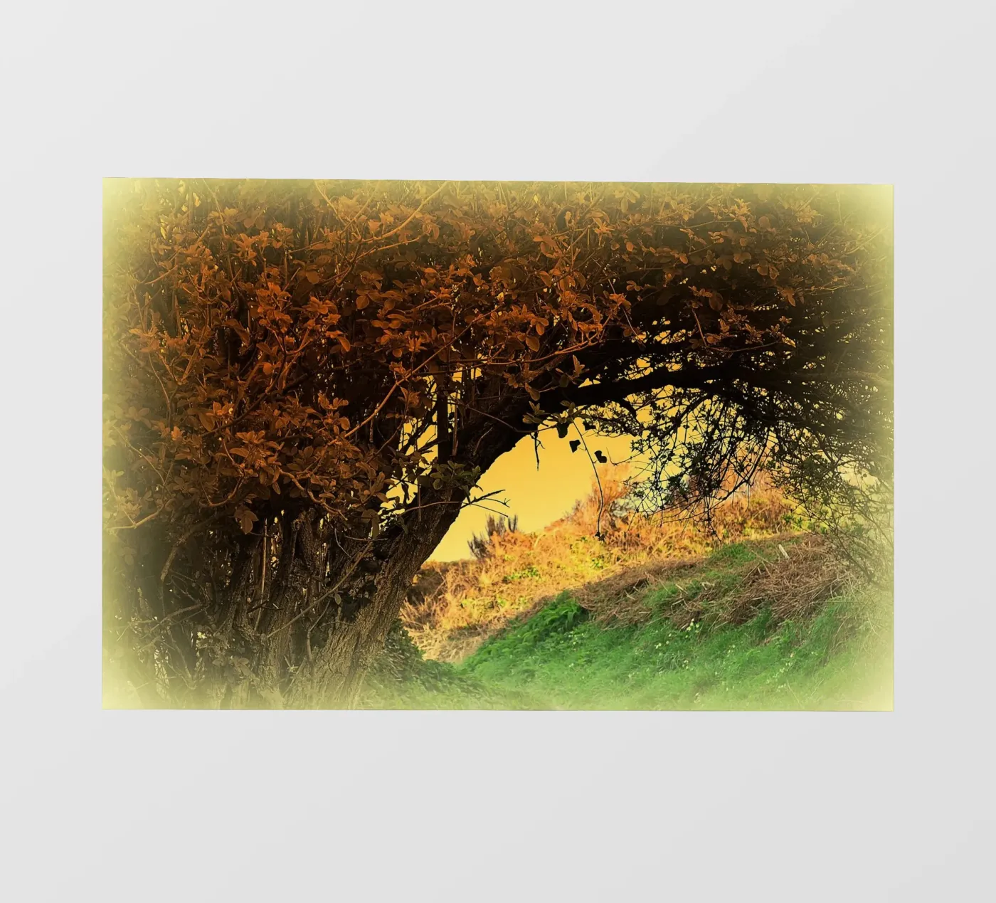 FAA150 pellicola backlit da Thierry vobmann photography