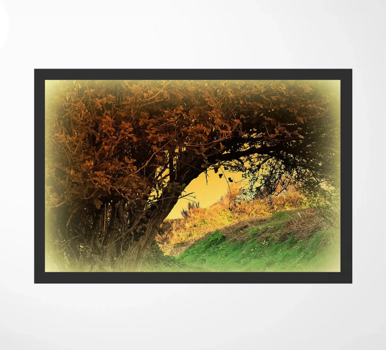 FAA150 zerbino da Thierry vobmann photography