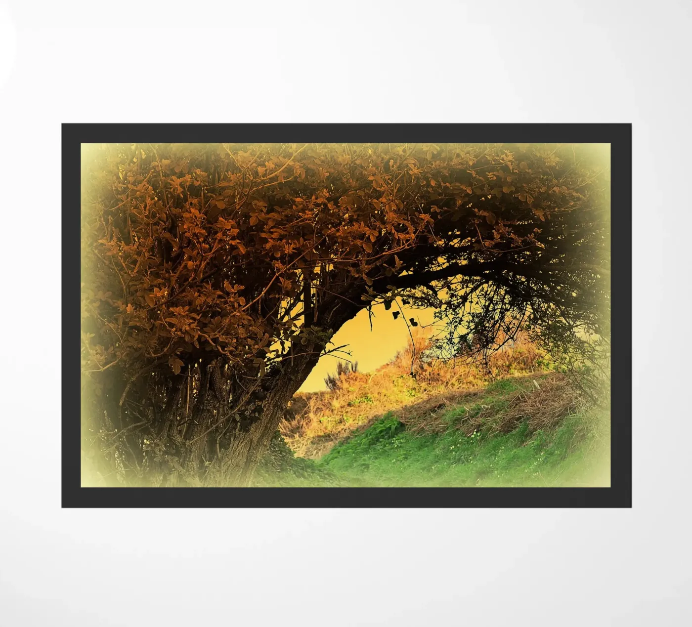 FAA150 zerbino da Thierry vobmann photography