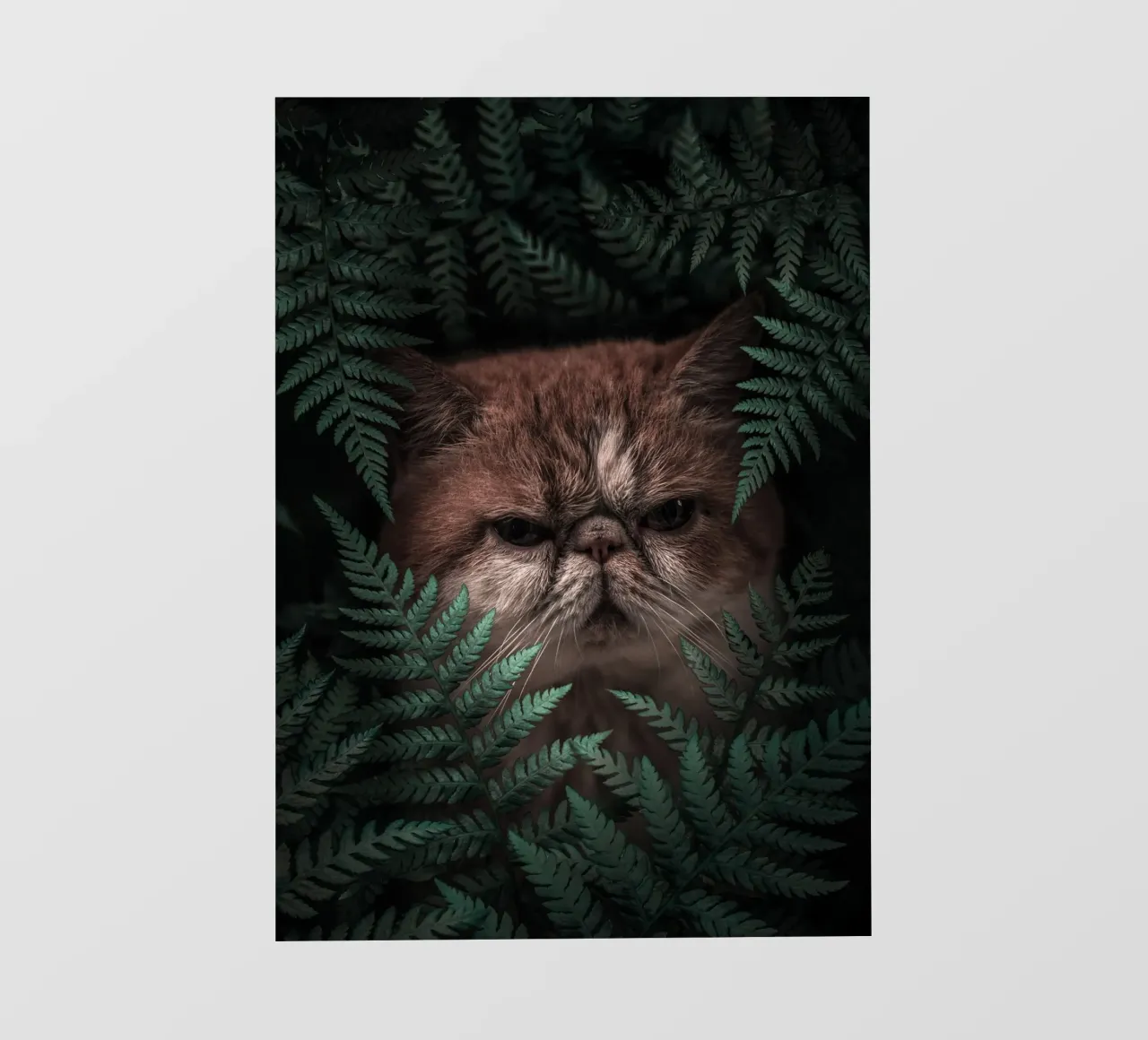 Gatto di picco in felci pellicola backlit da arizrab