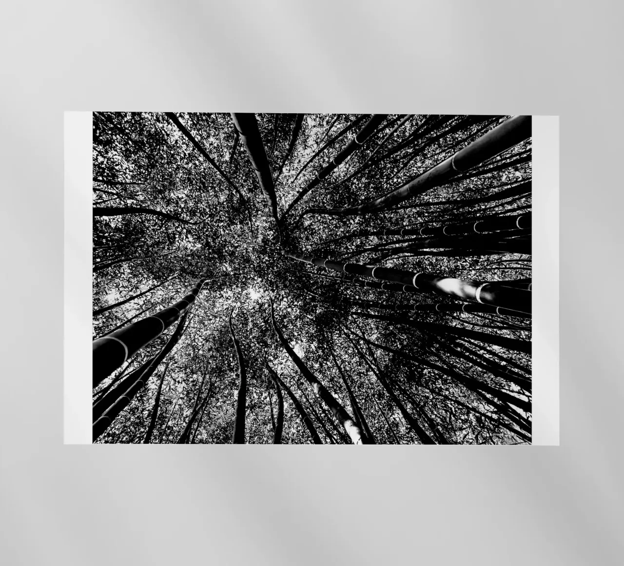 trees pellicola backlit da Massimo Frascogna