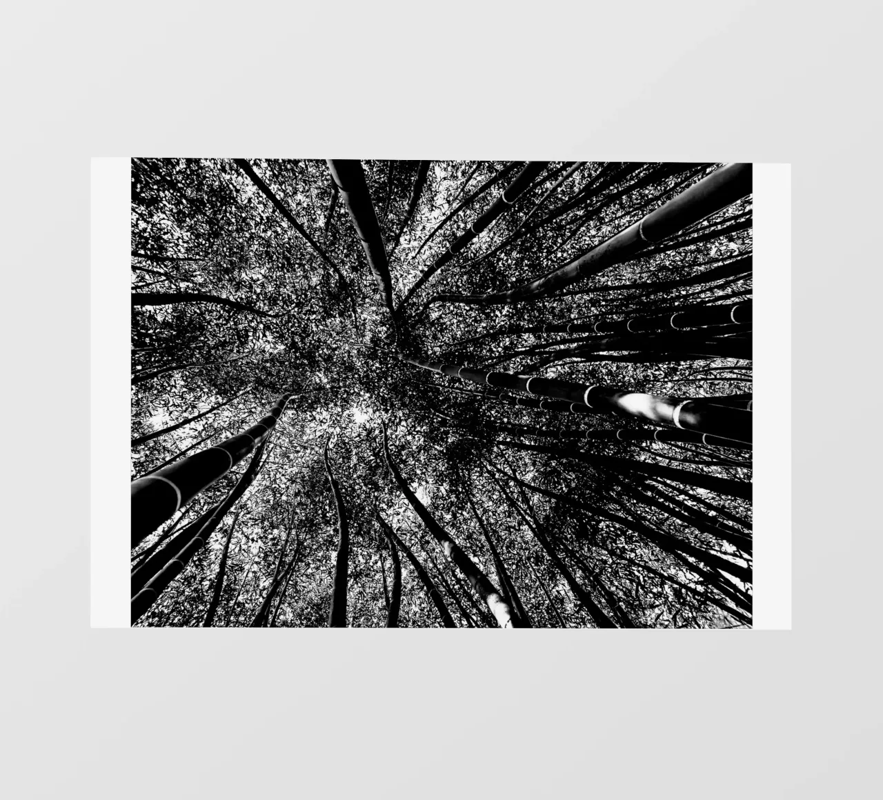 bomen fotobehang van Massimo Frascogna