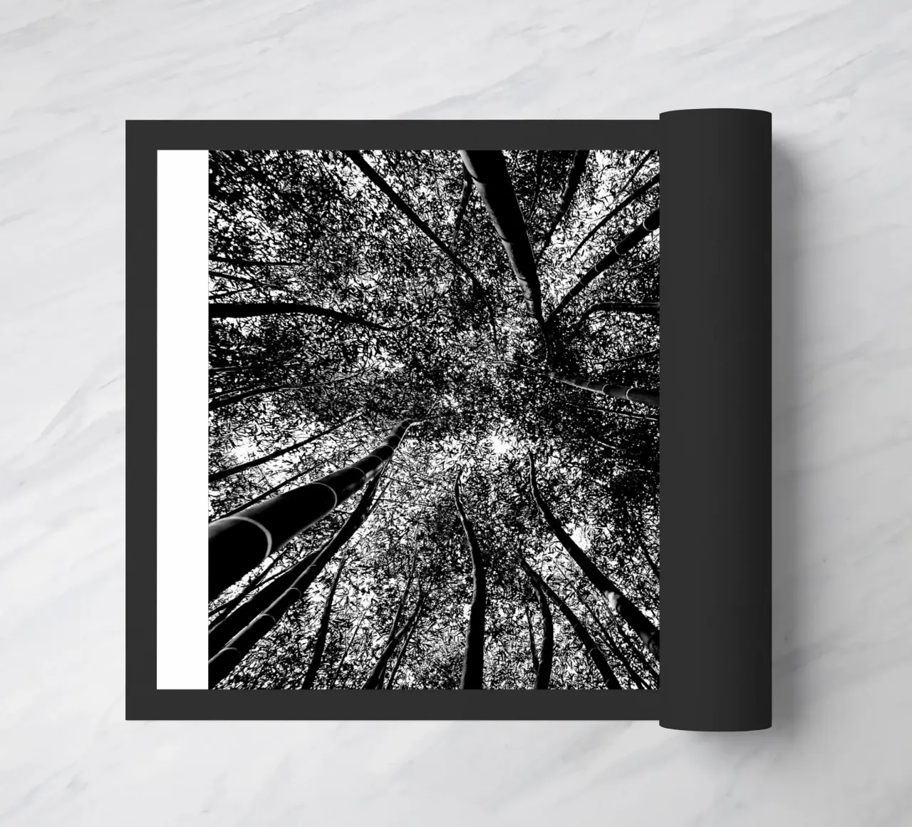 alberi zerbino da Massimo Frascogna