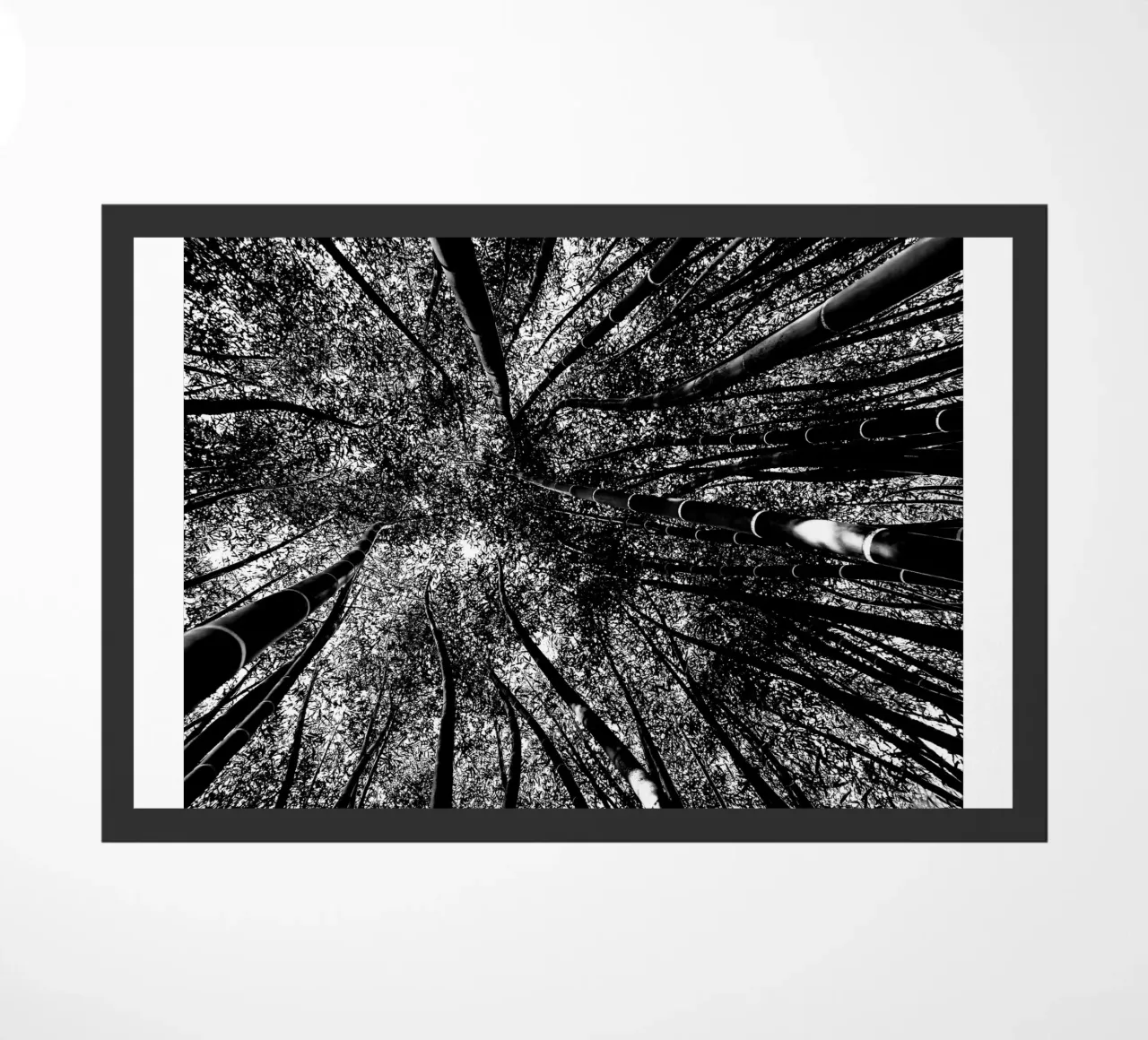 alberi zerbino da Massimo Frascogna