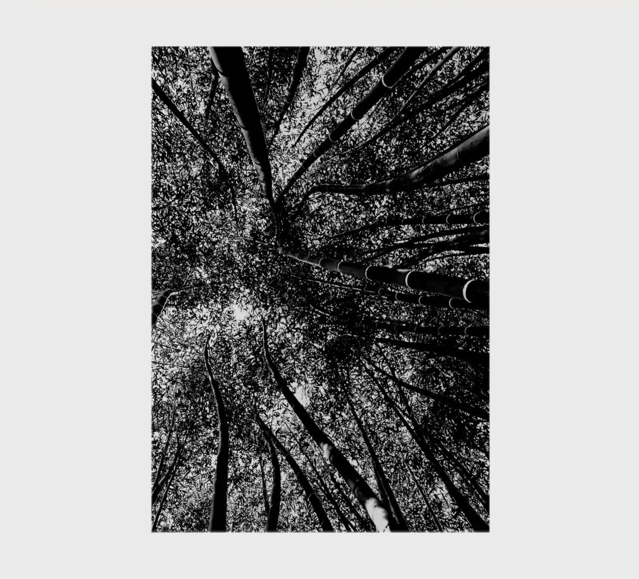 trees notebook by Massimo Frascogna