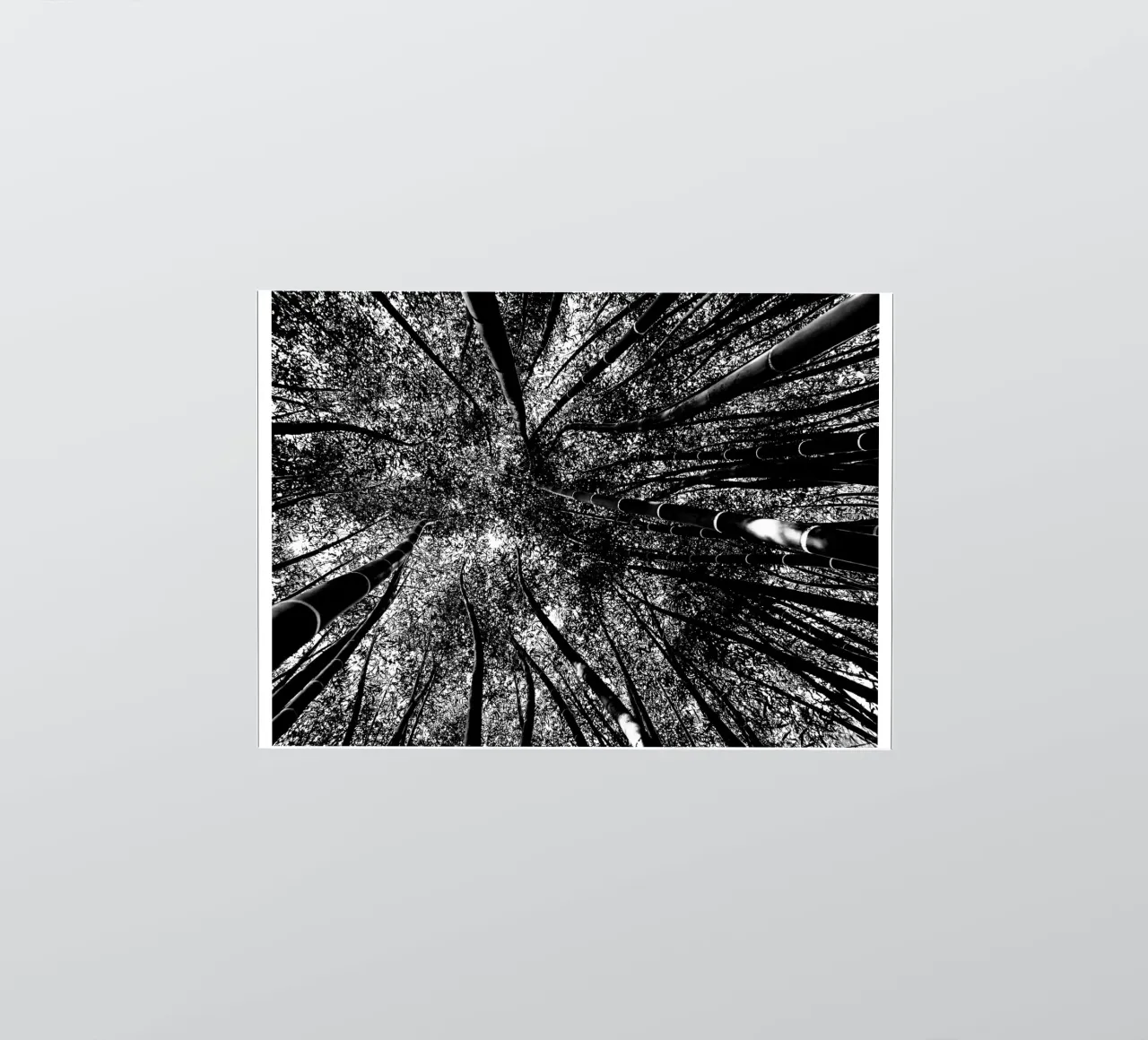 trees sticker by Massimo Frascogna