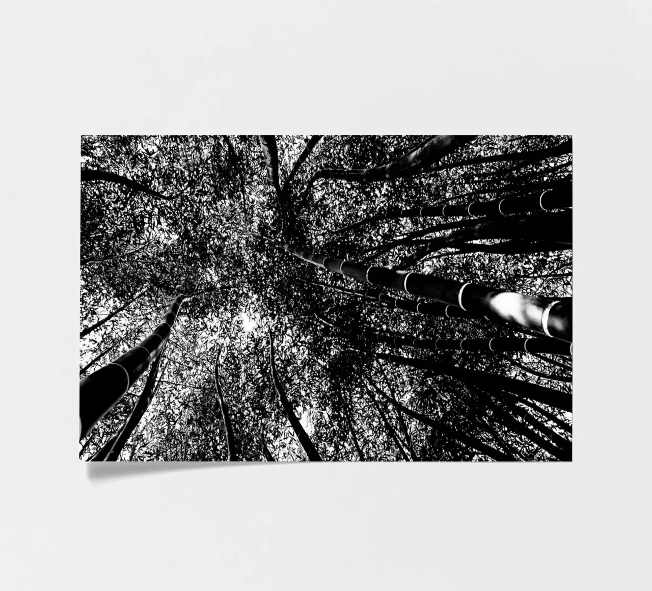 trees sticker sheet by Massimo Frascogna