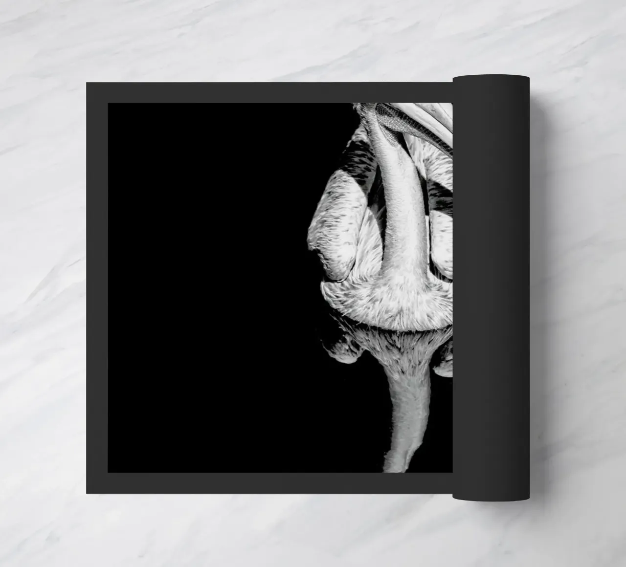 The equated zerbino da Efacts Photography