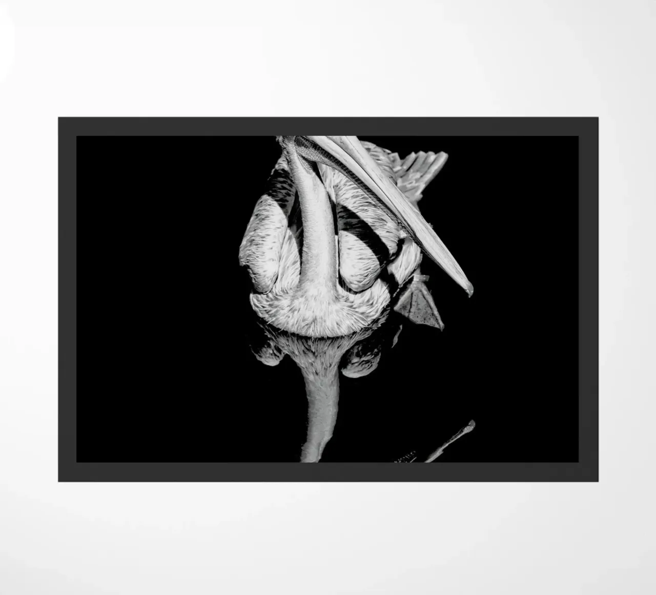 The equated zerbino da Efacts Photography