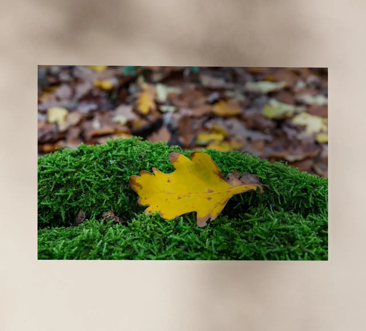 Feuille jaune sur mousse verte film rétro-éclairé de anderm