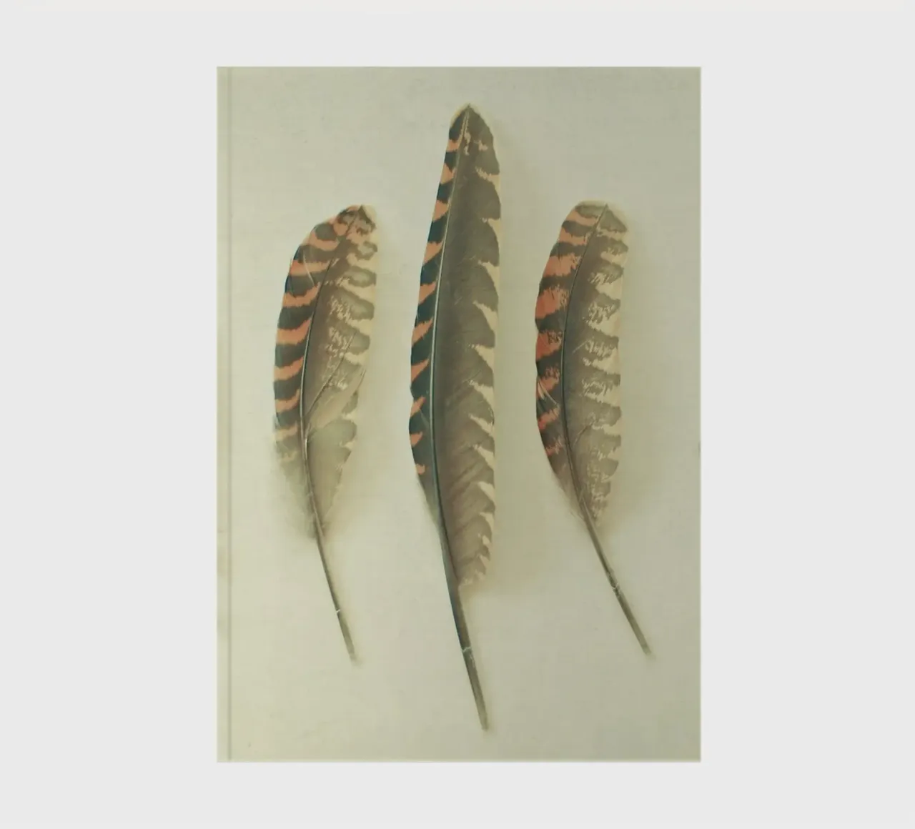 Feathers #2 notebook by Cassia Beck Photography