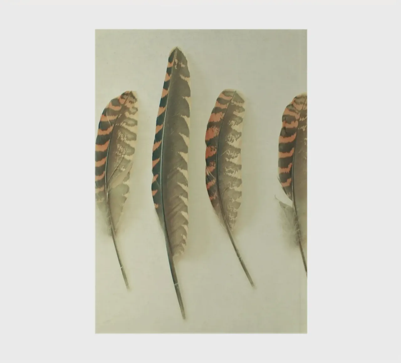 Feathers #2 notebook by Cassia Beck Photography