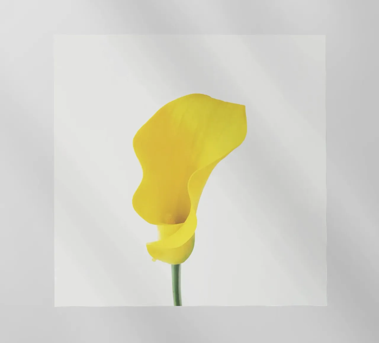 Yellow Calla Lily pellicola backlit da Cassia Beck Photography