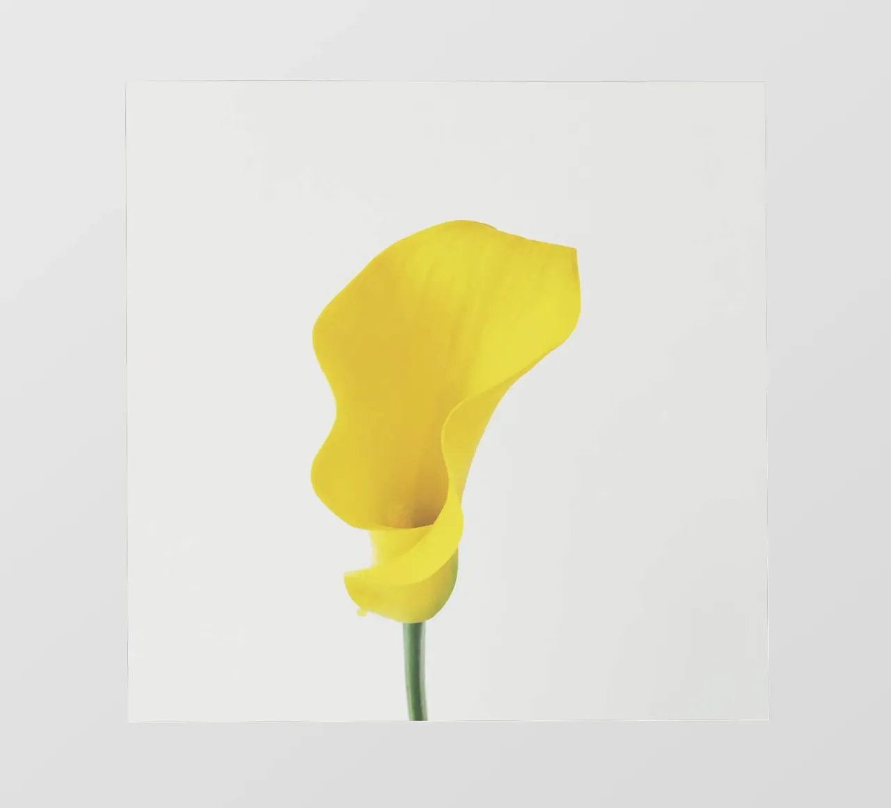 Yellow Calla Lily pellicola backlit da Cassia Beck Photography