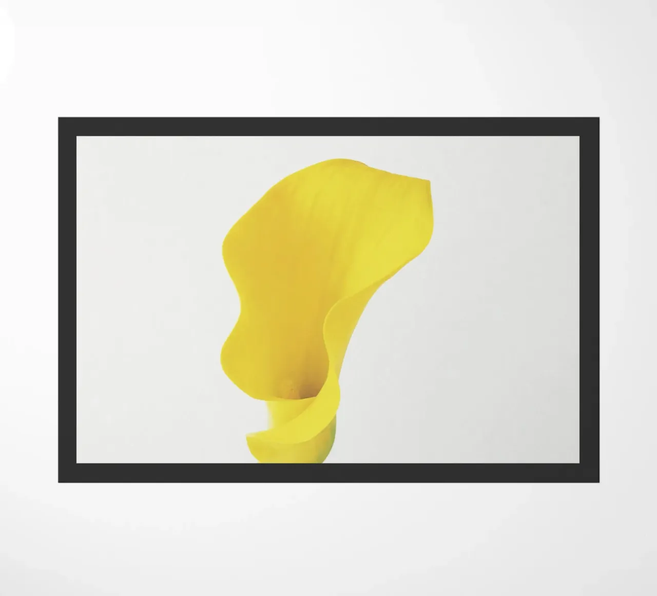 Lys Calla jaune paillasson de Cassia Beck Photography