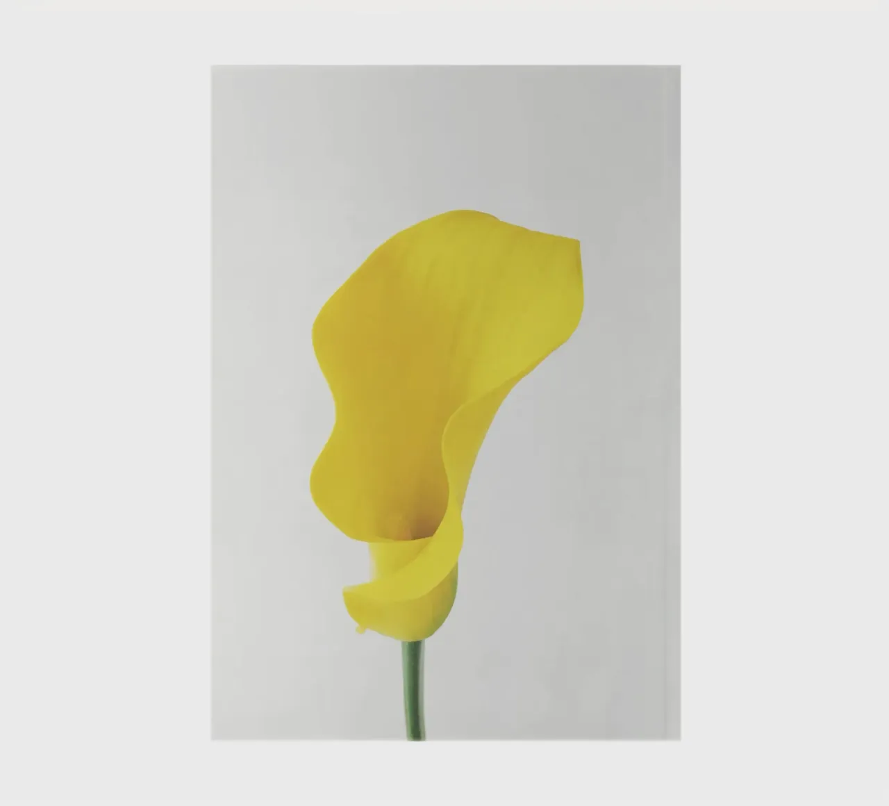 Yellow Calla Lily notebook by Cassia Beck Photography